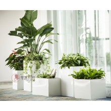 專注室內(nèi)綠植服務(wù)8年，綠植租賃，免費(fèi)養(yǎng)護(hù)，一站式商務(wù)空間